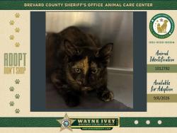 Shelter Stray Female Cat last seen Near Weaver Street, COCOA, FL, 32926, 5100 W Eau Gallie Blvd, Melbourne, FL 32934, USA