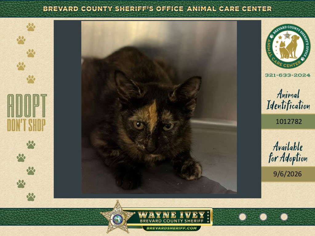 Shelter Stray Female Cat last seen Near Weaver Street, COCOA, FL, 32926, 5100 W Eau Gallie Blvd, Melbourne, FL 32934, USA