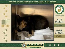 Shelter Stray Female Cat last seen Near Weaver Street, COCOA, FL, 32926, 5100 W Eau Gallie Blvd, Melbourne, FL 32934, USA