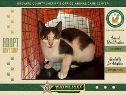 Shelter Stray Female Cat last seen Near Fern Drive, COCOA, FL, 32927, 5100 W Eau Gallie Blvd, Melbourne, FL 32934, USA