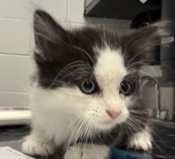 Shelter Stray Male Cat last seen Chambers Rd / E 25th Dr, Aurora, CO, 80011, 580 McIntyre St, Golden, CO 80401, USA