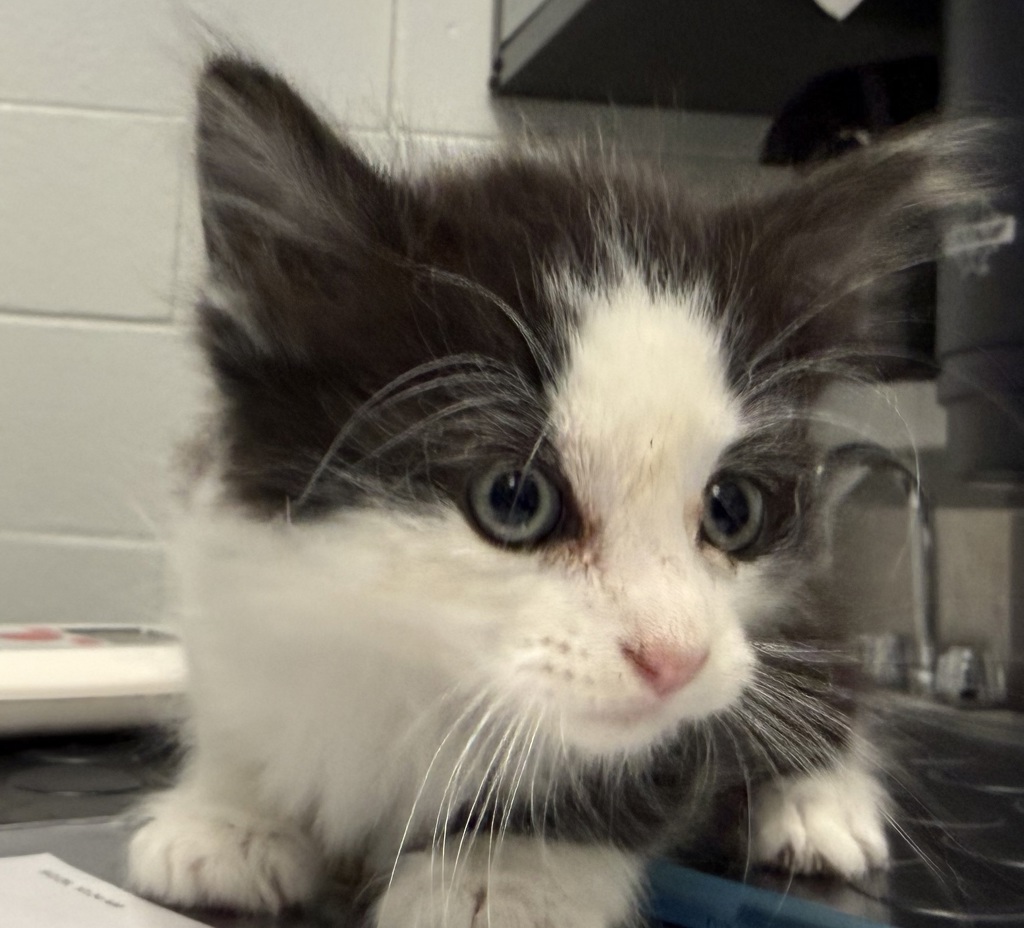 Shelter Stray Male Cat last seen Chambers Rd / E 25th Dr, Aurora, CO, 80011, 580 McIntyre St, Golden, CO 80401, USA