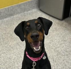 Shelter Stray Male Dog last seen Near mcintyre, Golden, CO, 80401, 580 McIntyre St, Golden, CO 80401, USA