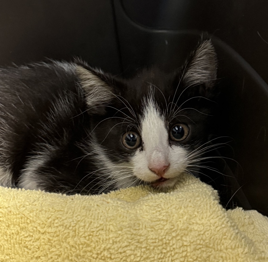 Shelter Stray Female Cat last seen W 6th Ave & Sheridan Blvd, Lakewood, CO, 80226, 580 McIntyre St, Golden, CO 80401, USA