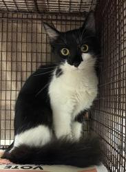 Shelter Stray Female Cat last seen Near Walnut Creek Drive, AUSTIN, TX, 78753, 7201 Levander Loop bldg a, Austin, TX 78702, USA