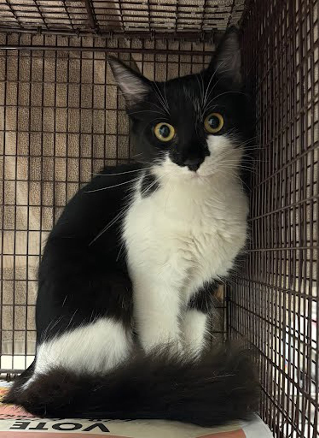 Shelter Stray Female Cat last seen Near Walnut Creek Drive, AUSTIN, TX, 78753, 7201 Levander Loop bldg a, Austin, TX 78702, USA