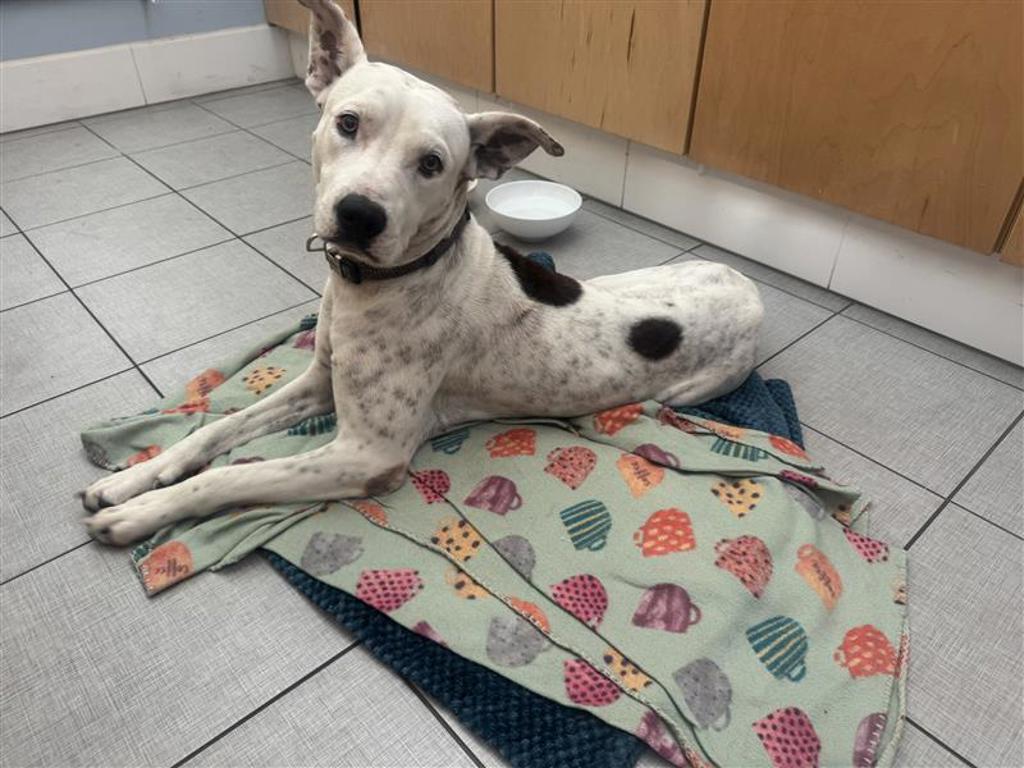 Shelter Stray Male Dog last seen Near Walsh Tarlton Lane, AUSTIN, TX, 78746, 7201 Levander Loop bldg a, Austin, TX 78702, USA