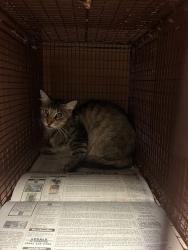 Shelter Stray Female Cat last seen Near W Longspur Boulevard, AUSTIN, TX, 78753, 7201 Levander Loop bldg a, Austin, TX 78702, USA