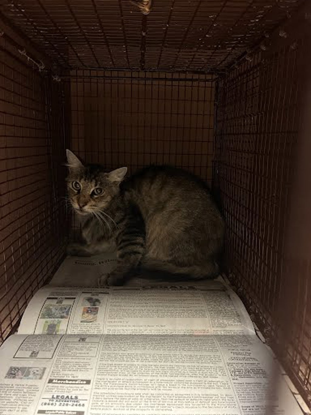Shelter Stray Female Cat last seen Near W Longspur Boulevard, AUSTIN, TX, 78753, 7201 Levander Loop bldg a, Austin, TX 78702, USA
