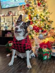 Shelter Stray Male Dog last seen TX, 7201 Levander Loop bldg a, Austin, TX 78702, USA