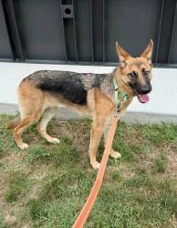 Shelter Stray Female Dog last seen Near Harbor Drive, ANNAPOLIS, MD, 21403, 411 Maxwell Frye Rd, Millersville, MD 21108, USA