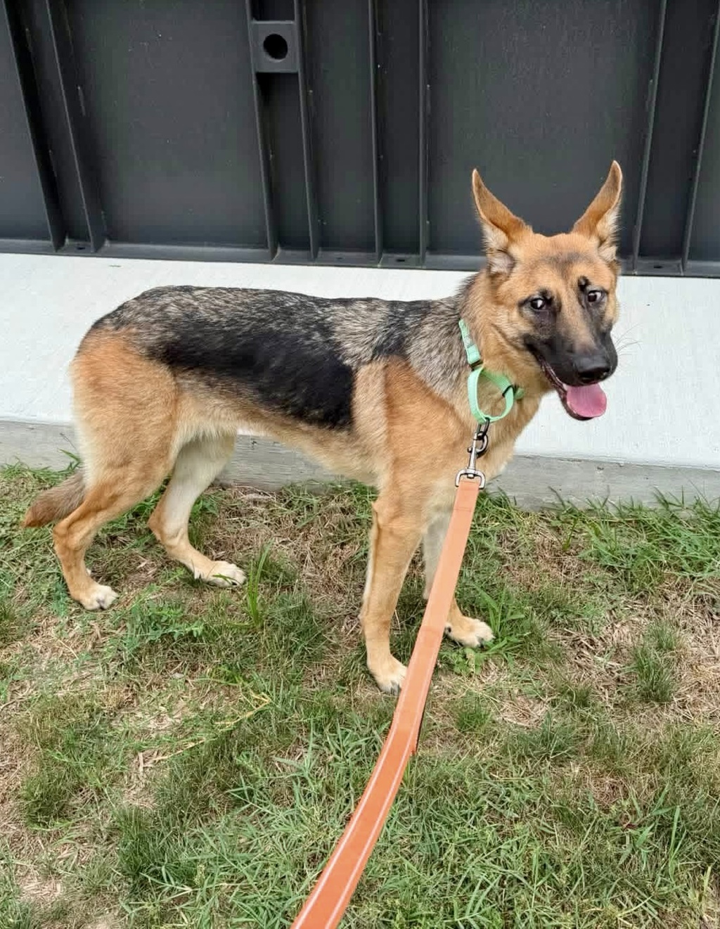 Shelter Stray Female Dog last seen Near Harbor Drive, ANNAPOLIS, MD, 21403, 411 Maxwell Frye Rd, Millersville, MD 21108, USA