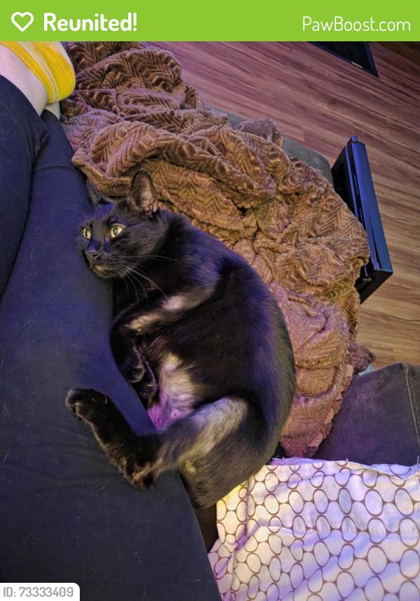 Reunited Male Cat last seen Carson, Delores St ally, Carson, CA 90745