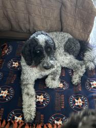 Reunited Male Dog last seen Thousand Oaks, Magnolia, TX 77354