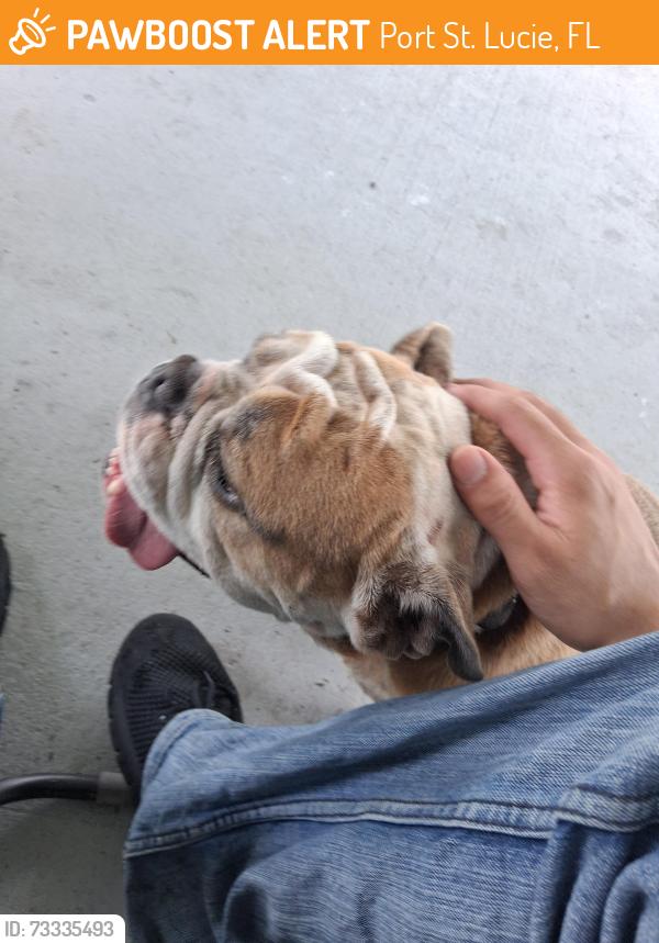 Found/Stray Female Dog last seen Sw dagget, Port St. Lucie, FL 34953