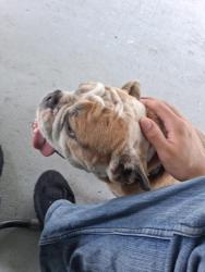 Found/Stray Female Dog last seen Sw dagget, Port St. Lucie, FL 34953