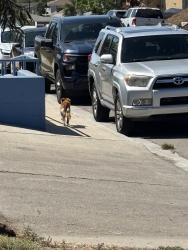 Found/Stray Unknown Dog last seen Mountain View community center, Marietta, GA 30066