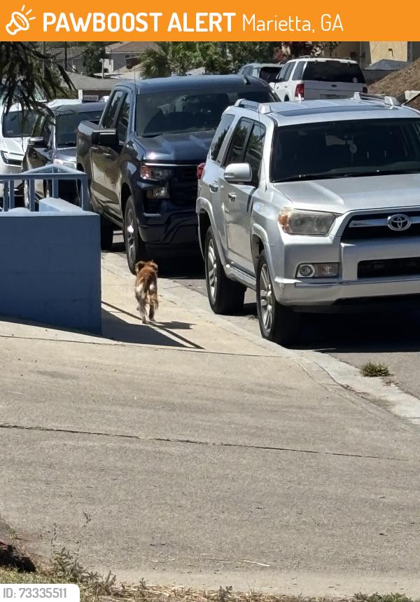 Found/Stray Unknown Dog last seen Mountain View community center, Marietta, GA 30066