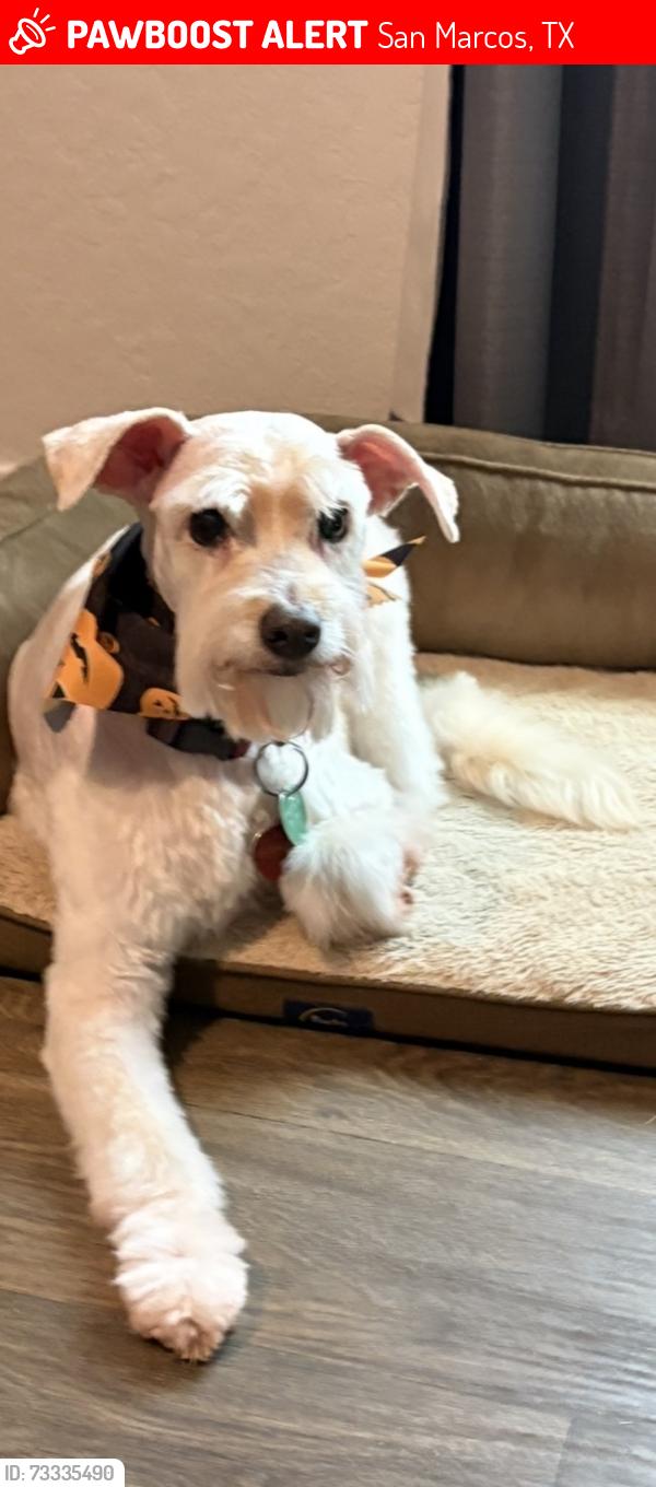 Lost Female Dog last seen Near Calgary Lane, San Marcos, TX 78666