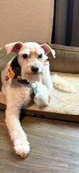 Lost Female Dog last seen Near Calgary Lane, San Marcos, TX 78666