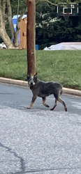 Found/Stray Male Dog last seen 4th Avenue NW Hickory, NC, Hickory, NC 28601