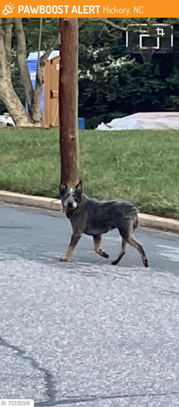 Found/Stray Male Dog last seen 4th Avenue NW Hickory, NC, Hickory, NC 28601