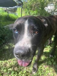 Found/Stray Male Dog last seen Keith rd, Ringgold, GA 30736