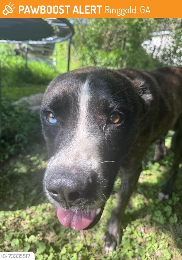 Found/Stray Male Dog last seen Keith rd, Ringgold, GA 30736
