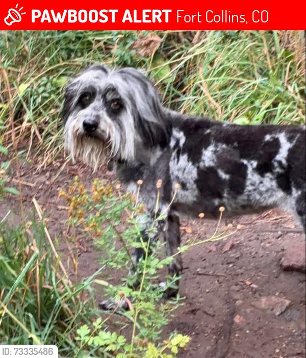 Lost Female Dog last seen Tribly and Shields in FC, Fort Collins, CO 80526
