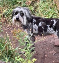 Lost Female Dog last seen Tribly and Shields in FC, Fort Collins, CO 80526