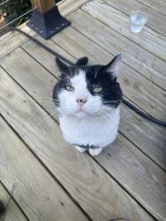 Found/Stray Male Cat last seen E New Jersey and Ridge, Southern Pines, NC 28387