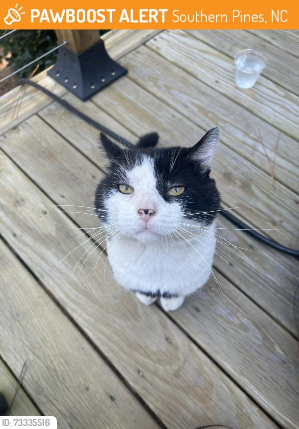Found/Stray Male Cat last seen E New Jersey and Ridge, Southern Pines, NC 28387