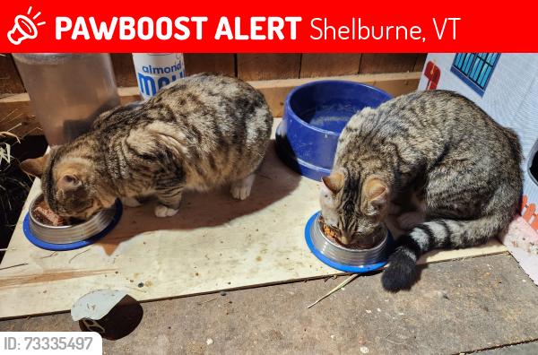 Lost Male Cat last seen Barstow road, Shelburne, VT 05482