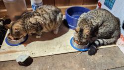 Lost Male Cat last seen Barstow road, Shelburne, VT 05482