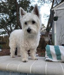 Reunited Female Dog last seen Memorial and Beal Pkwy, Fort Walton Beach, FL 32549
