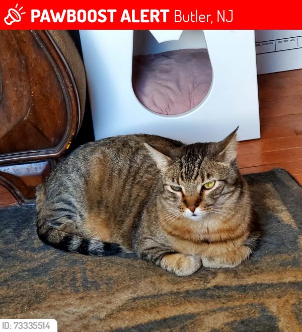 Lost Male Cat last seen Terrace Avenue, Butler, NJ 07405