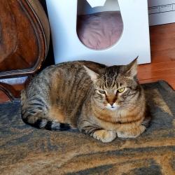 Lost Male Cat last seen Terrace Avenue, Butler, NJ 07405