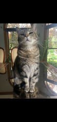 Lost Male Cat last seen Swift Road, Lombard, IL 60148