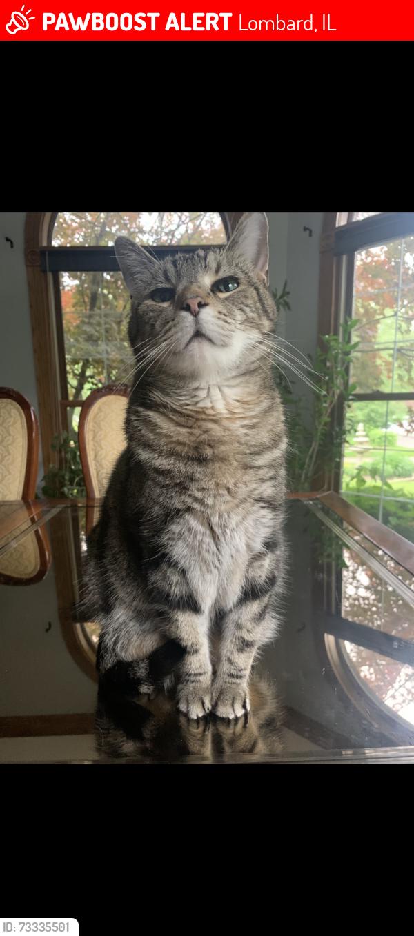 Lost Male Cat last seen Swift Road, Lombard, IL 60148