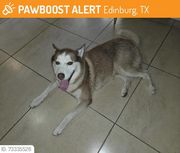 Found/Stray Male Dog last seen Chris Circle and Ann St, Edinburg, TX 78539