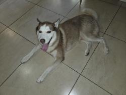 Found/Stray Male Dog last seen Chris Circle and Ann St, Edinburg, TX 78539