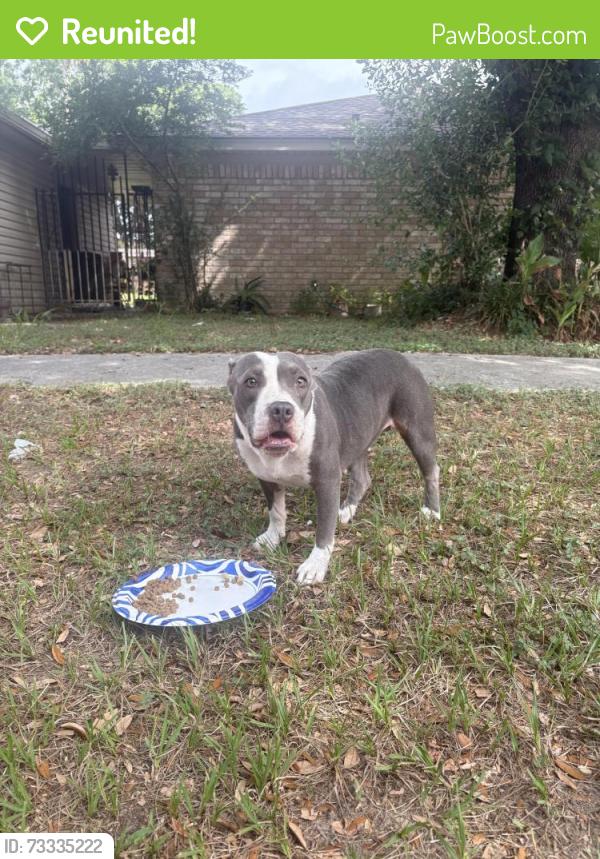 Reunited Female Dog last seen Falcon rd and cedar bluff drive houston texas, Houston, TX 77064