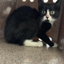 Shelter Stray Female Cat last seen , 124 Evergreen Ave, Newark, NJ 07114, USA