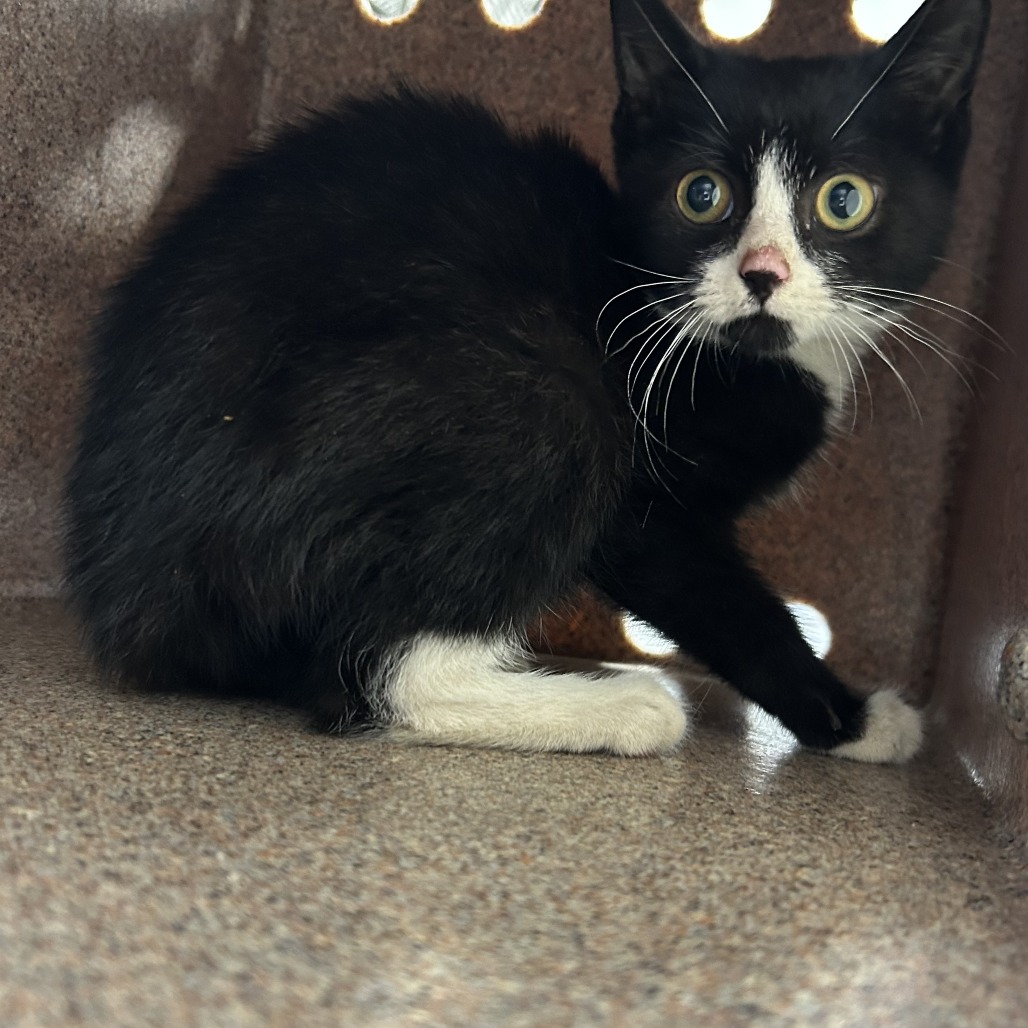 Shelter Stray Female Cat last seen , 124 Evergreen Ave, Newark, NJ 07114, USA