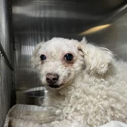 Shelter Stray Female Dog last seen , 4575 E Mesquite Ave, Palm Springs, CA 92264, USA