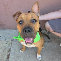Shelter Stray Male Dog last seen , Animal Care & Control Team of Philly, 111 W Hunting Park Ave, Philadelphia, PA 19140, USA