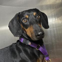 Shelter Stray Male Dog last seen , 4575 E Mesquite Ave, Palm Springs, CA 92264, USA