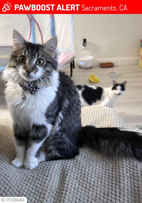 Lost Male Cat last seen Phoenix park, Sacramento, CA 95823