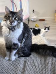 Lost Male Cat last seen Phoenix park, Sacramento, CA 95823