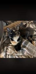 Lost Female Cat last seen 183rd Ave NW, Elk River, MN 55330